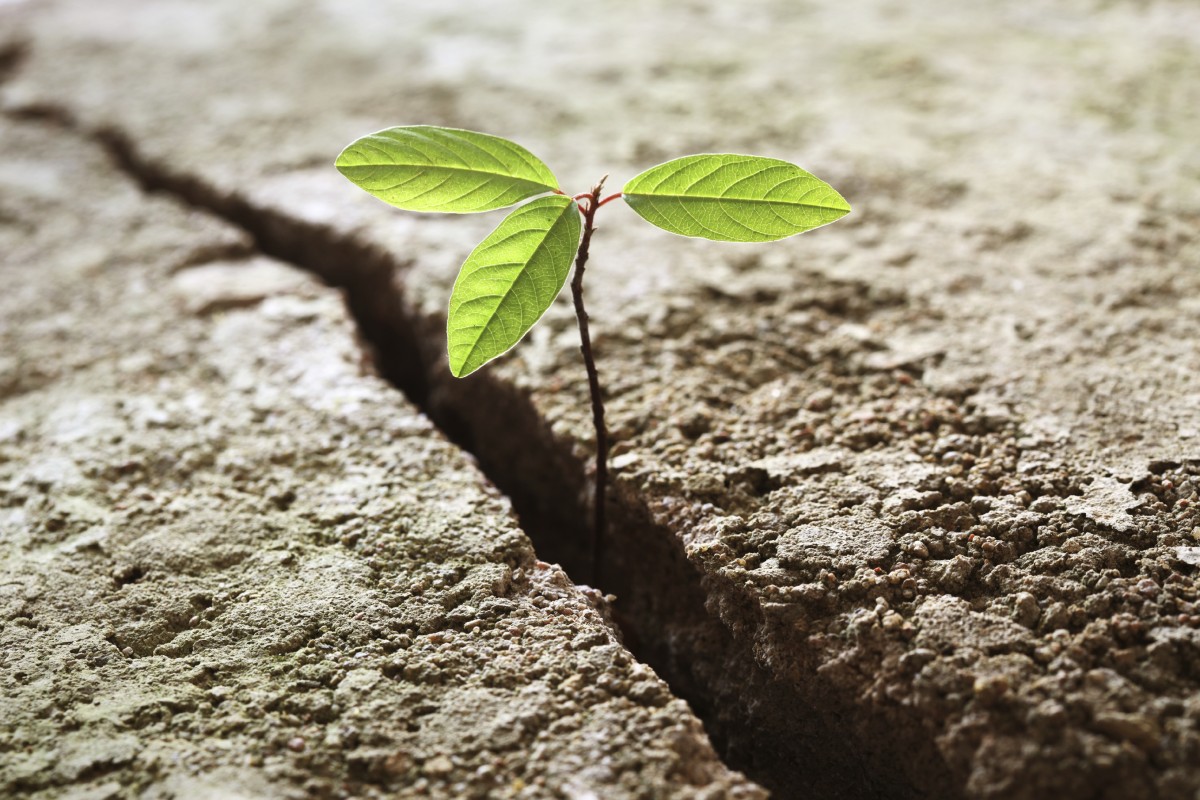 resilience-leafinground-1.jpg image